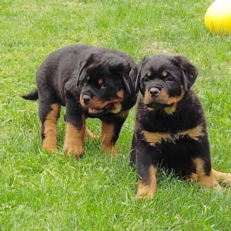 Rottweiler Welpe